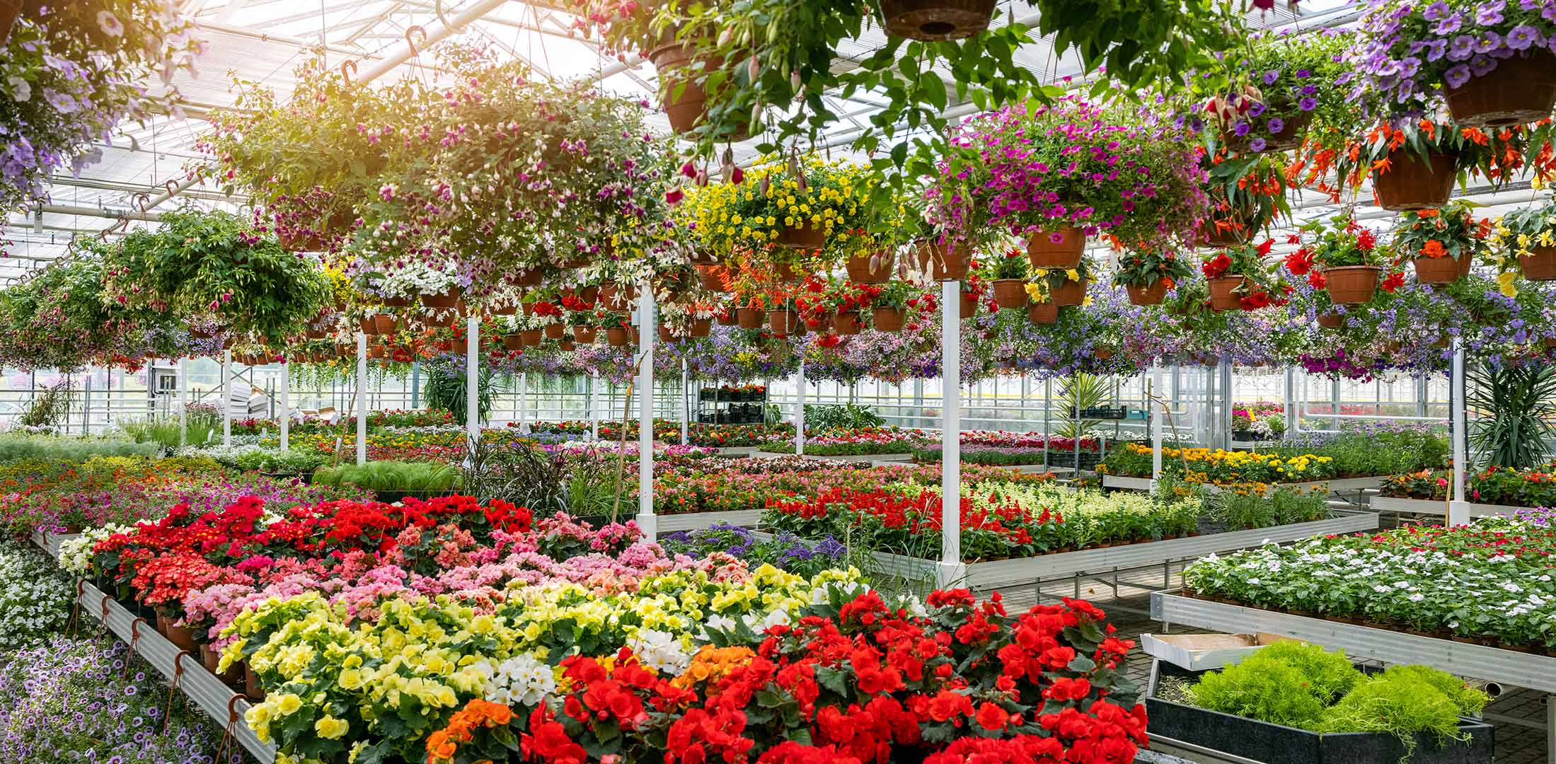 iplantoday-homepage-carousel-2